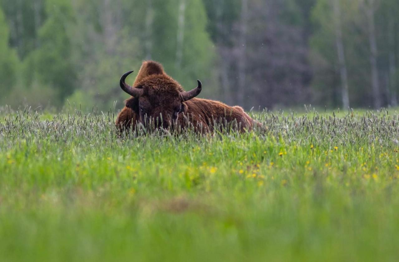 BiałowieżaZubrowe Siolo - Dom Nad Lakamiアパートメント エクステリア 写真
