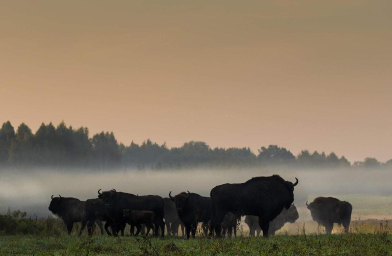 BiałowieżaZubrowe Siolo - Dom Nad Lakamiアパートメント エクステリア 写真