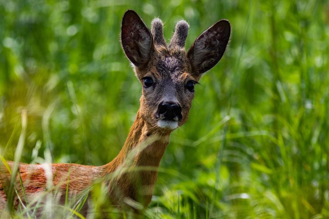 BiałowieżaZubrowe Siolo - Dom Nad Lakamiアパートメント エクステリア 写真